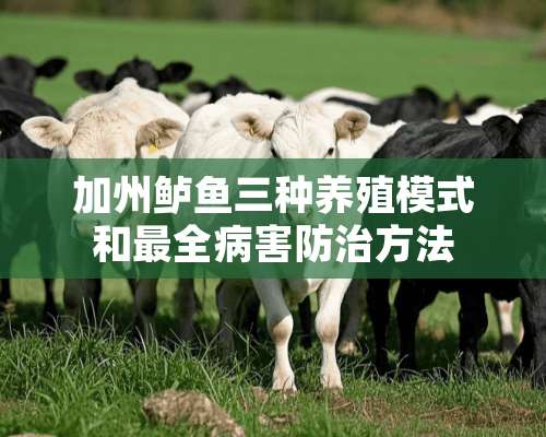 加州鲈鱼三种养殖模式和最全病害防治方法