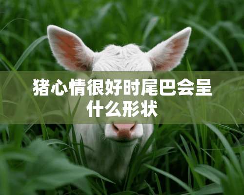 猪心情很好时尾巴会呈什么形状