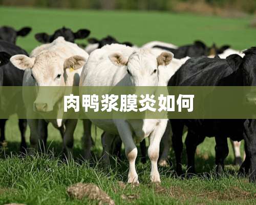 肉鸭浆膜炎如何