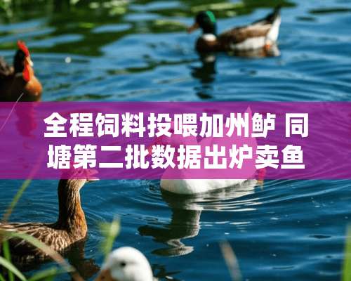 全程饲料投喂加州鲈 同塘第二批数据出炉卖鱼6700斤