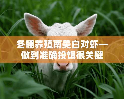 冬棚养殖南美白对虾—做到准确投饵很关键