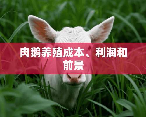 肉鹅养殖成本、利润和前景