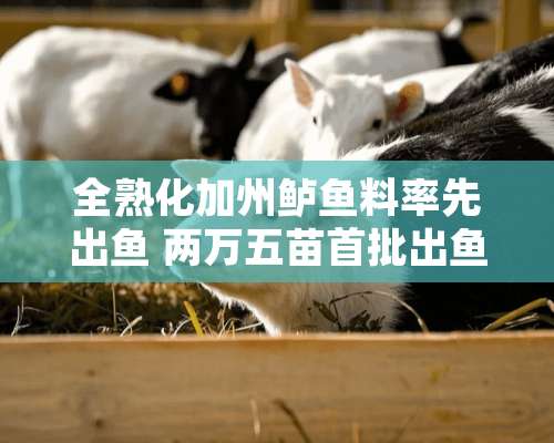 全熟化加州鲈鱼料率先出鱼 两万五苗首批出鱼一万四千斤