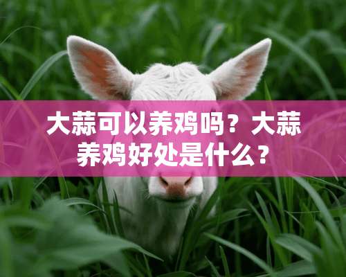 大蒜可以养鸡吗？大蒜养鸡好处是什么？