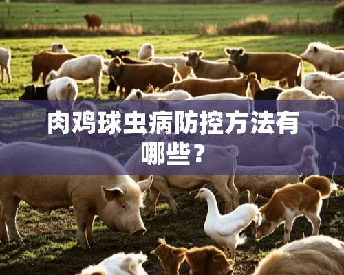 肉鸡球虫病防控方法有哪些？