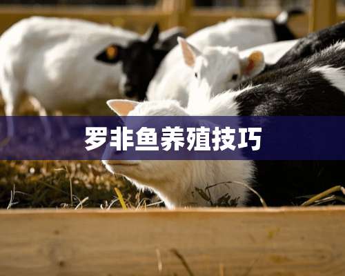 罗非鱼养殖技巧