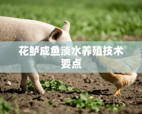 花鲈成鱼淡水养殖技术要点