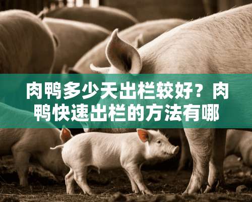 肉鸭多少天出栏较好？肉鸭快速出栏的方法有哪些？