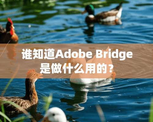 谁知道Adobe Bridge是做什么用的？