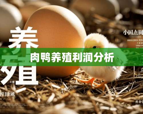 肉鸭养殖利润分析