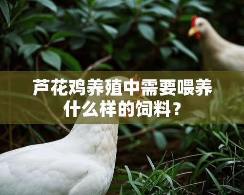 芦花鸡养殖中需要喂养什么样的饲料？