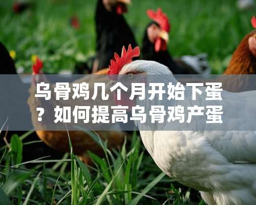 乌骨鸡几个月开始下蛋？如何提高乌骨鸡产蛋率？