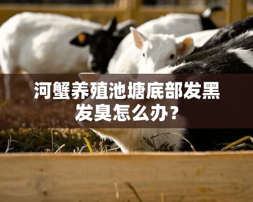 河蟹养殖池塘底部发黑发臭怎么办？