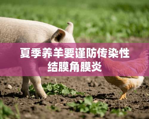 夏季养羊要谨防传染性结膜角膜炎