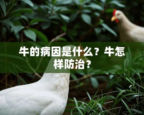 牛的病因是什么？牛怎样防治？