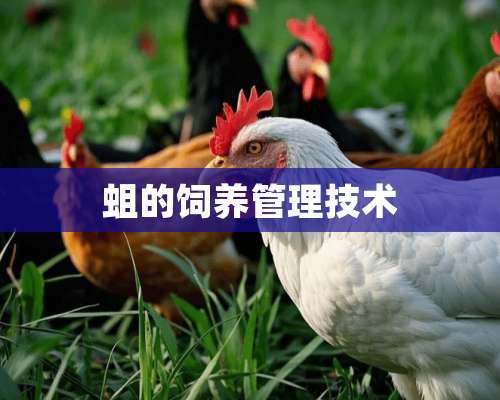 蛆的饲养管理技术