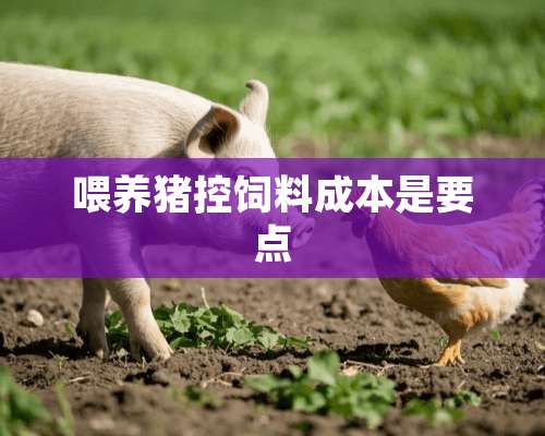 喂养猪控饲料成本是要点