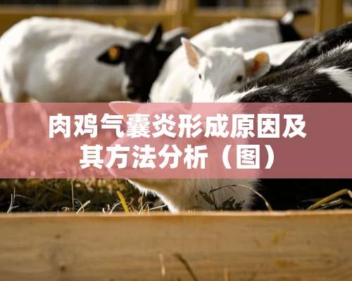 肉鸡气囊炎形成原因及其方法分析（图）