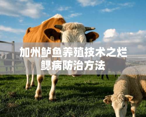 加州鲈鱼养殖技术之烂鳃病防治方法