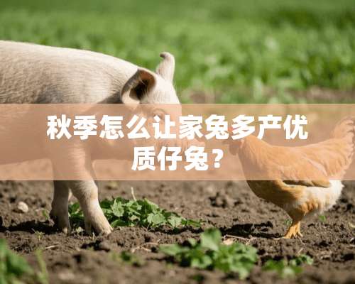 秋季怎么让家兔多产优质仔兔？