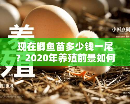 现在鲫鱼苗多少钱一尾？2020年养殖前景如何？