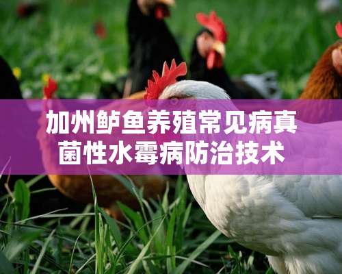 加州鲈鱼养殖常见病真菌性水霉病防治技术