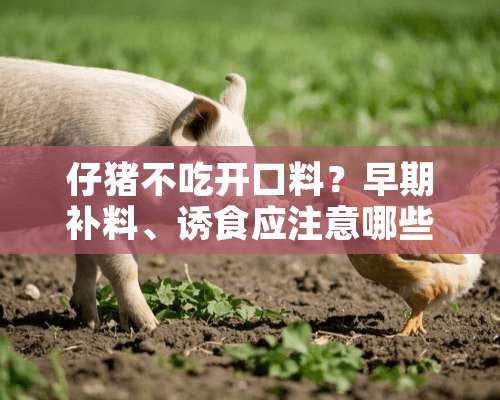 仔猪不吃开口料？早期补料、诱食应注意哪些？