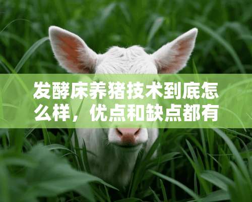 发酵床养猪技术到底怎么样，优点和缺点都有啥