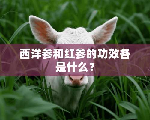 西洋参和红参的功效各是什么？