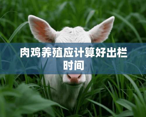 肉鸡养殖应计算好出栏时间