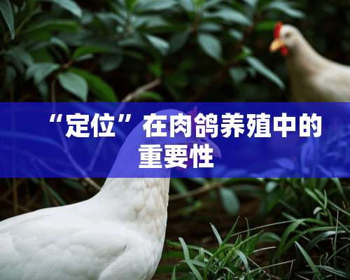 “定位”在肉鸽养殖中的重要性