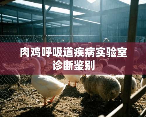 肉鸡呼吸道疾病实验室诊断鉴别