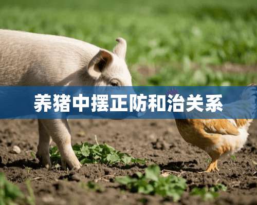 养猪中摆正防和治关系