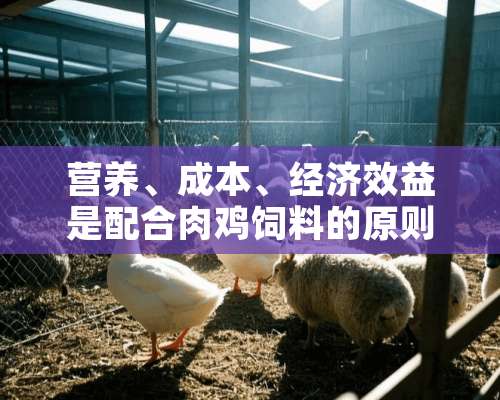 营养、成本、经济效益是配合肉鸡饲料的原则