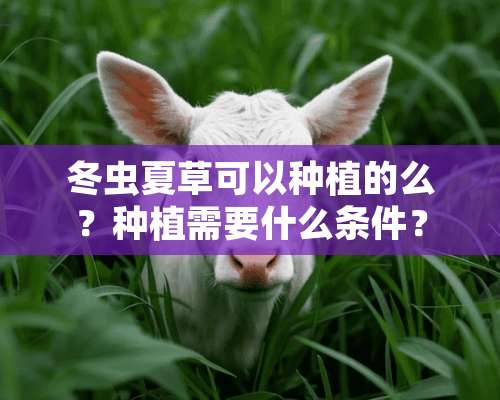 冬虫夏草可以种植的么？种植需要什么条件？