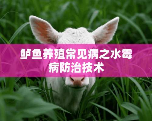 鲈鱼养殖常见病之水霉病防治技术