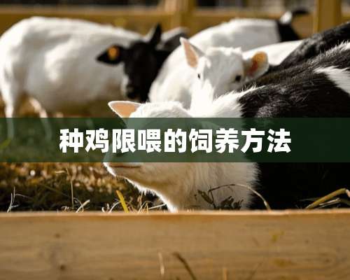 种鸡限喂的饲养方法