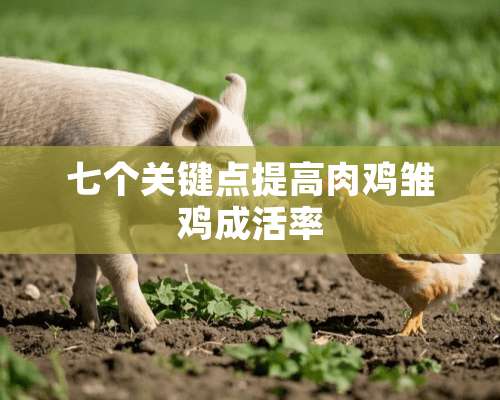 七个关键点提高肉鸡雏鸡成活率