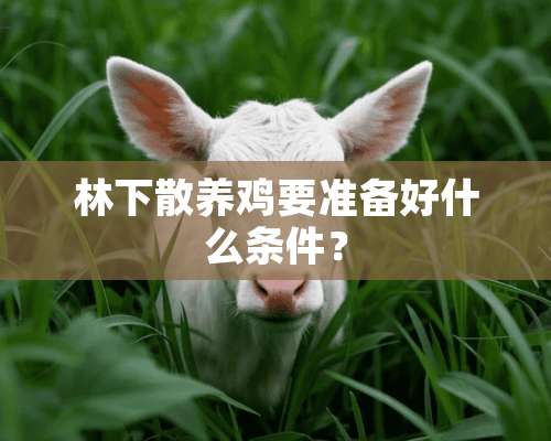 林下散养鸡要准备好什么条件？