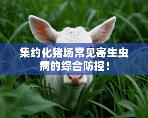 集约化猪场常见寄生虫病的综合防控！