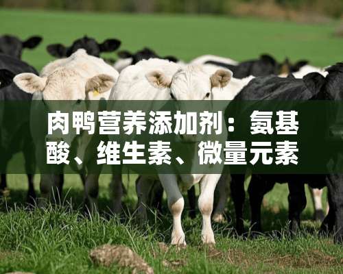 肉鸭营养添加剂：氨基酸、维生素、微量元素添加剂