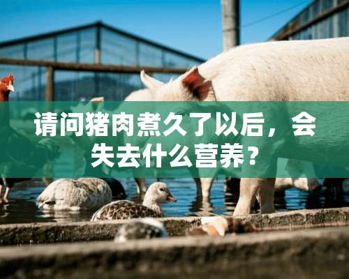 请问猪肉煮久了以后，会失去什么营养？