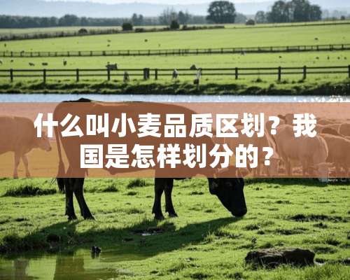 什么叫小麦品质区划？我国是怎样划分的？