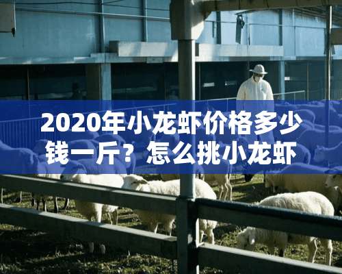 2020年小龙虾价格多少钱一斤？怎么挑小龙虾？