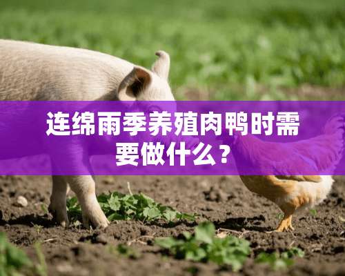 连绵雨季养殖肉鸭时需要做什么？