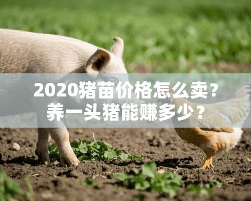 2020猪苗价格怎么卖？养一头猪能赚多少？