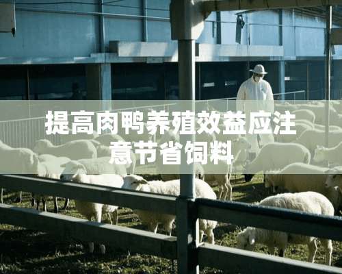 提高肉鸭养殖效益应注意节省饲料