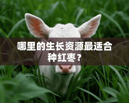 哪里的生长资源最适合种红枣？