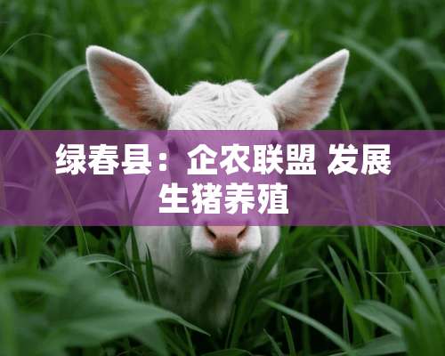 绿春县：企农联盟 发展生猪养殖