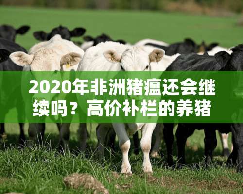 2020年非洲猪瘟还会继续吗？高价补栏的养猪户怎么办？